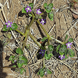 Raphionacme hirsuta